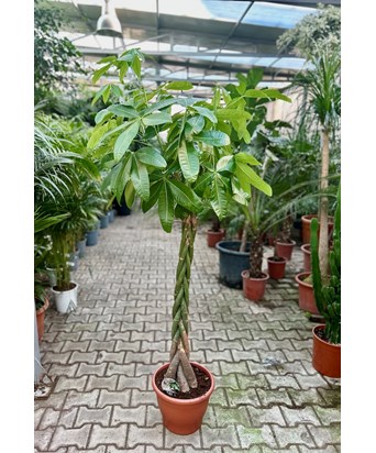 Para Bitkisi Pachira 170 cm